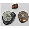 Image 2 : 3 Fossils