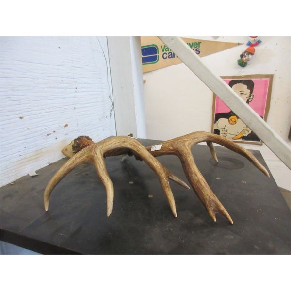 Pair of Antlers