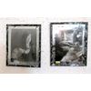 Image 1 : 2 Framed Snake Photographs 
