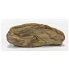 Image 1 : 8 INCH PETRIFIED WOOD STONE