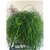 Image 2 : Trailing House Plant inside Medalta No. 1 Crock