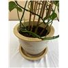 Image 2 : Potted Vine Plant