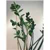 Image 2 : Zanzibar Gem Plant with Planter