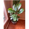 Image 2 : Fiddle Leaf Fig Tree