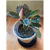 Image 2 : Aglaonema Plant with Stand