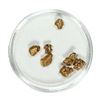 Image 1 : Gold Nuggets 3.64 Grams Total Weight