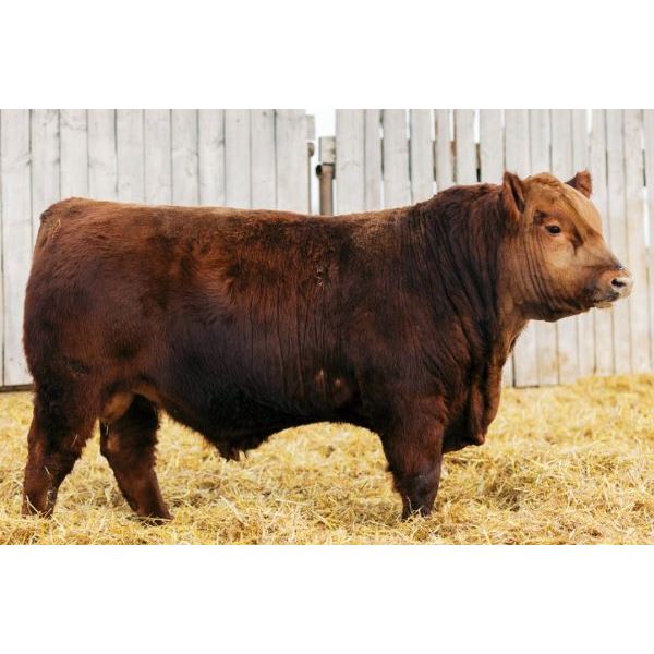 RED BAR OVER AJ RENOWN 12K