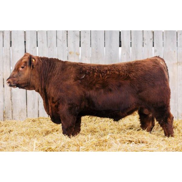 RED BAR OVER AJ DOMINIC 46K