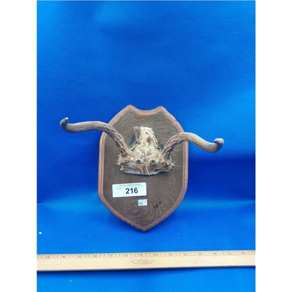PAIR OF MOUNTED JACKELOPE HORNS