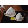 Image 1 : QUEEN HELMET CONCH SHELLS (2 PCS)