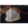 Image 3 : QUEEN HELMET CONCH SHELLS (2 PCS)