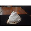 Image 5 : QUEEN HELMET CONCH SHELLS (2 PCS)