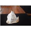 Image 6 : QUEEN HELMET CONCH SHELLS (2 PCS)