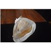 Image 7 : QUEEN HELMET CONCH SHELLS (2 PCS)
