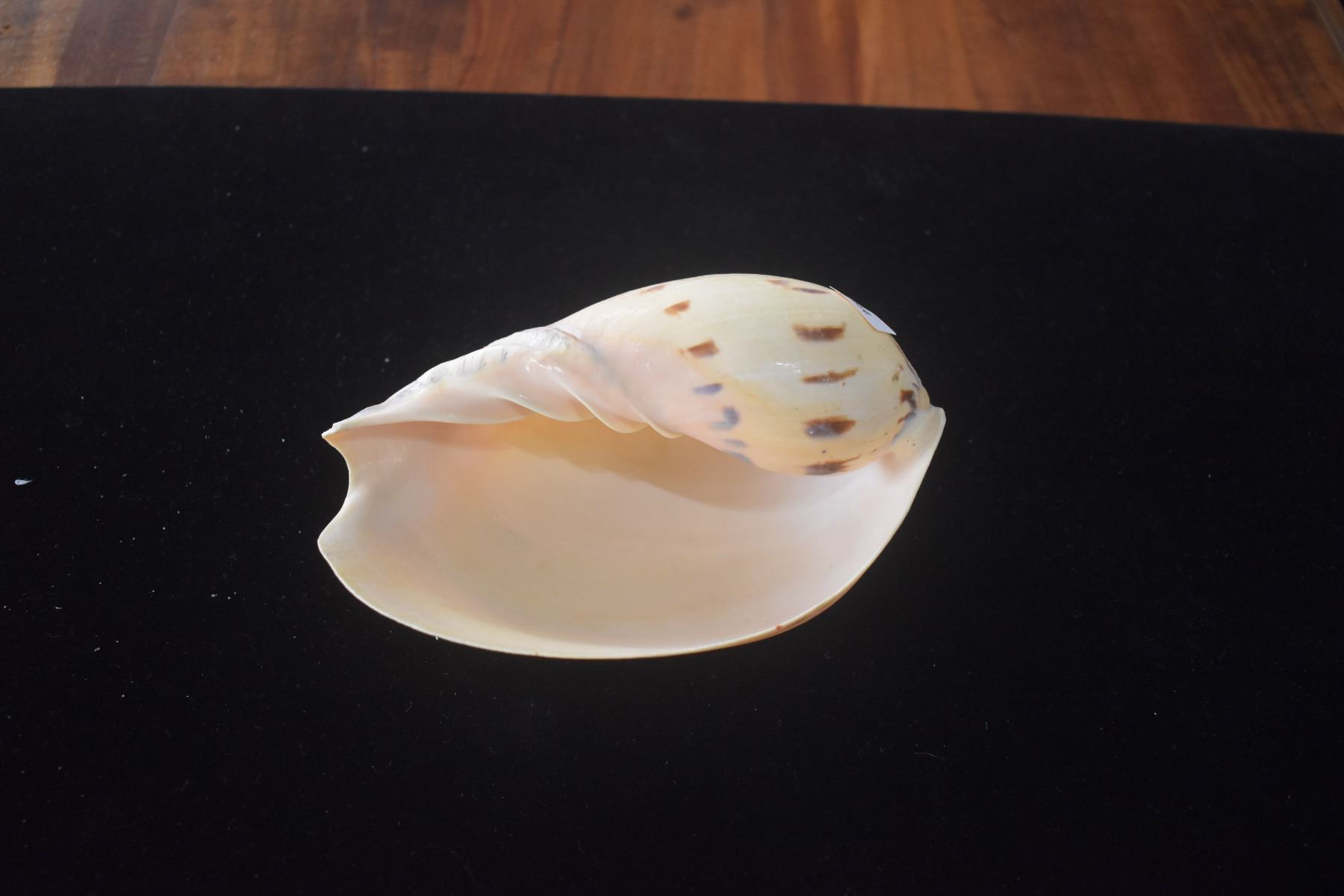 VOLUTE MELON SHELL & MELO AMPHORA LIGHTFOOT