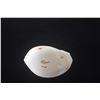 Image 5 : VOLUTE MELON SHELL & MELO AMPHORA LIGHTFOOT "BALER SHELL" (2 PCS)
