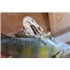 Image 3 : 2 taxidermy perch - some fin damage
