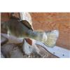 Image 8 : 2 taxidermy perch - some fin damage