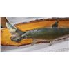 Image 3 : Trout fish mounted taxidermy - 3ft 8" long x 11"H