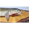 Image 4 : Trout fish mounted taxidermy - 3ft 8" long x 11"H