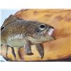 Image 3 : Taxidermy fish on wooden mount, fish has detached from the wood but still whole