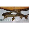 Image 5 : Taxidermy fish on wooden mount, fish has detached from the wood but still whole