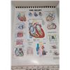 Image 2 : Greys Anatomy Collector’s Edition 780 Illustration 1200+ Pages + Stand up Charts Anatomical Series B