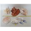 Image 1 : Conch Shells