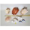 Image 2 : Conch Shells