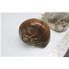 Image 2 : 2 large shells