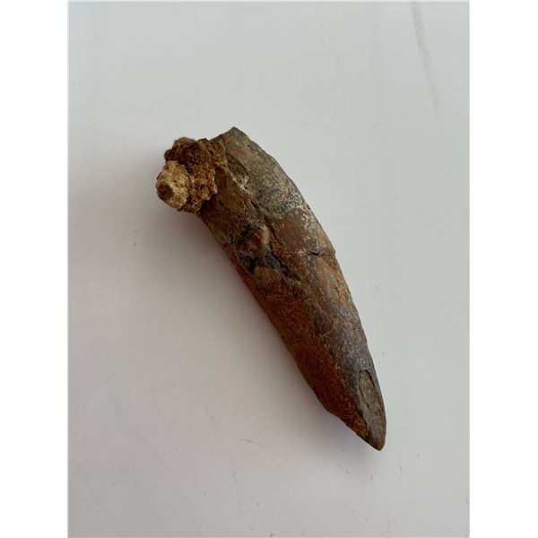 Genuine Spinosaurus tooth