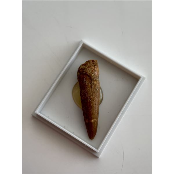 Genuine Spinosaurus tooth