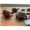 Image 2 : Turtle Collection