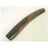 Image 4 : Fossilized Ivory Walrus Tusk