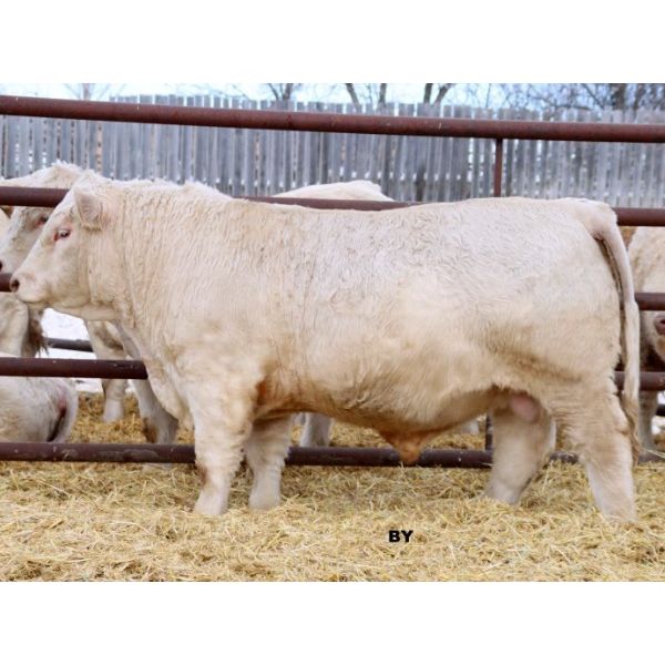 HVA YELLOWSTONE 707K