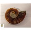 GENUINE AMMONITE FROM NATIONAL GEOGRAPHIC