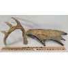 Image 2 : LOT OF 2 - ANTLER CRIBBAGE BOARD