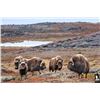 Image 3 : Barren Ground Canadian Musk Ox
