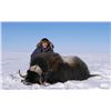 Image 4 : Barren Ground Canadian Musk Ox