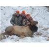 Image 1 : Wyoming Cow Elk with Lost Creek Outfitters