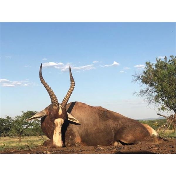 Bluewildebeest, Impala, Blesbuck for 2 hunters Dekos Safari