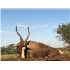 Image 1 : Bluewildebeest, Impala, Blesbuck for 2 hunters Dekos Safari