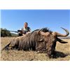 Image 3 : Bluewildebeest, Impala, Blesbuck for 2 hunters Dekos Safari