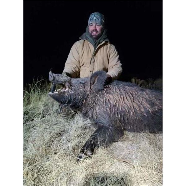 Texas Nighttime Pig Hunt
