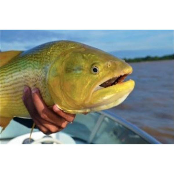 Cast and Blast Argentina dove and golden dorado