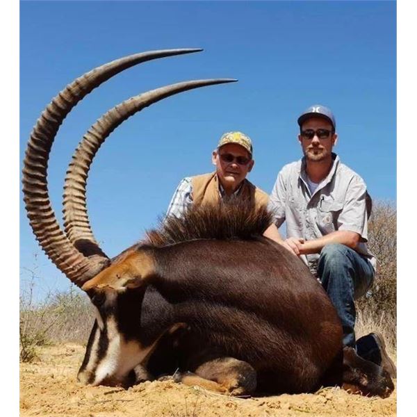 South African Sable for 2 hunters DeDuine Safaris