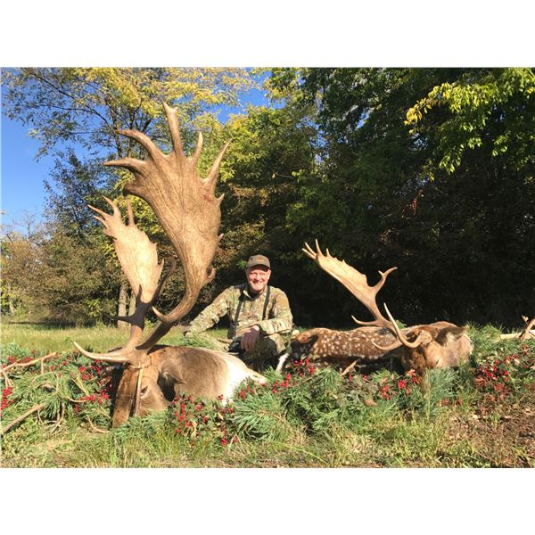 Fallow Deer in Hungary Wild Instinct Hungary