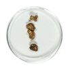 Image 1 : Gold Nuggets 2.36 Grams Total Weight