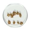 Image 1 : Gold Nuggets 3.28 Grams Total Weight