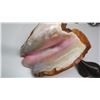 Image 4 : Vintage 10 inch Large Heavy “Pink Queen” Conch Shell with Beautiful Pink Interior + “Iron Wood” Carv